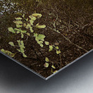 Nature Ramble through the Autumn Birch Trees in the Scottish Highlands Metal print