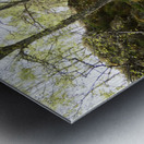 Spring May Morning in a Scottish Highlands Birch Forest Metal print