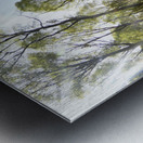 Early May Sun in a Scottish Highlands Birch Forest Metal print