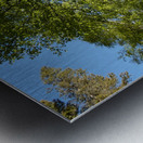 Scottish Highlands Birch Tree Spring Perspective Metal print