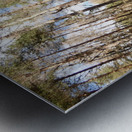 Scottish Highlands Winter Pine Forest  Sun and Shadows Metal print