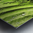 Rainy Hosta Leaves in Intelligent Art Nature Photography Metal print