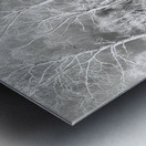   Sottish Highlands Winter Snow Covered Birch Trees  Metal print