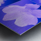  Japanese Anemones with Daises on a Purple Background Metal print