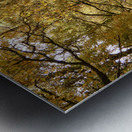 The Joy of Autumn in the Scottish Highlands Metal print