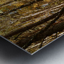 Autumnal Forest Walk in the Scottish Highlands Metal print