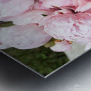 Peony Lovers Dream Metal print