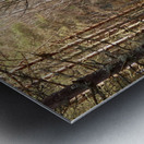  Winters Golden Nature Trail Metal print