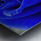 BLUER ROSE Metal print