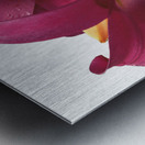 Ruby Lily Flowers Metal print