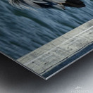 Great Blue Heron ~ on Anna Maria Island dock Metal print