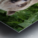 Visiting Bear Metal print
