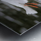 Bonapartes Gull Metal print