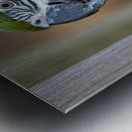 Macaw Metal print