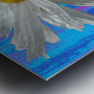  White Daises on Abstract Coloured Heatwave Background Metal print