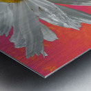  Daisy Flower Close Up on Vibrant Metal print