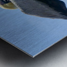 Pelican ~ resting on pylon Anna Maria Island Metal print