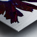 Dark Burgundy  Distressed  Daisy Flower on a White Background Metal print