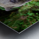 Bear Clawing Salmon Metal print