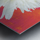 Double White Daisy Flower on a Vibrant Heatwave Abstract Background Metal print