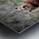 Chillin Metal print