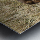 El Coyotito Metal print