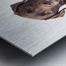 Brown Labrador Metal print
