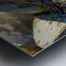 Duckling Running out of Water Metal print