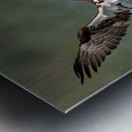 Osprey fishing Metal print