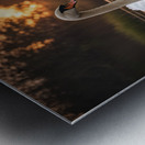 Swan on Golden Pond Metal print