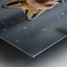 Red Fox hiding in the snow Metal print