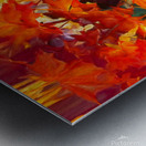 Colorful Fall Leaves in the Forest - 5 Metal print