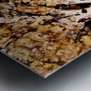 Autumn Birch Metal print