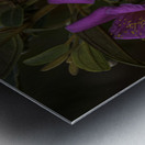 Woods Rose Metal print