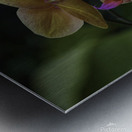 Moth Orchid Metal print