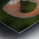 Flamboyance Metal print