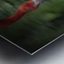 Nose to Nose Metal print