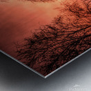  Mysterious Trees Metal print