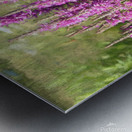 Loosestrife Wild Flowers in a Ditch Metal print