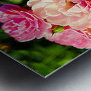 Soft Pink Rose Petals Metal print