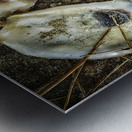 A Shoreline Find Metal print