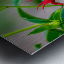 Hummingbird Metal print