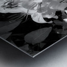 Lilies Metal print