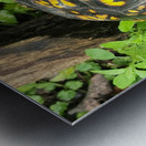 Box Turtle Metal print