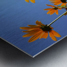 Helianthus Metal print