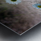 Daisies Metal print