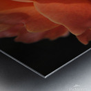Orange Rose Metal print