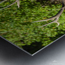 6x7 Bull Elk River Crossing Metal print