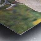 Bull Elk Bugle Metal print