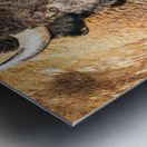 The Stare Close Up Metal print